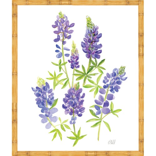 KS- BLUE BONNET 3